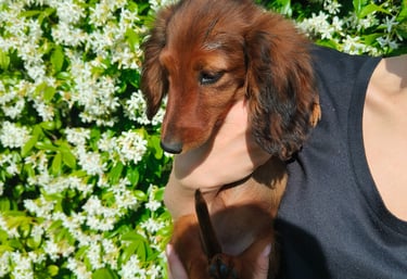 bassotto pelo lungo fulvo kaninchen