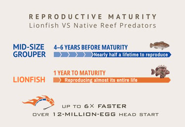 A lionfish will release millions of eggs before a native grouper reaches maturity