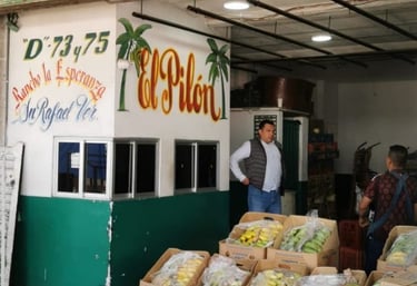 Puesto de venta de plátanos  frescos en la central de Abastos de Puebla con cajas de plátano  fresco