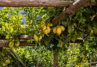 Limoni-taste-sorrento-degustazione