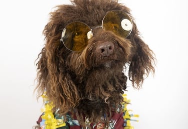 A brown poodle wearing yellow sunglasses, a floral shirt, and a colorful lei.