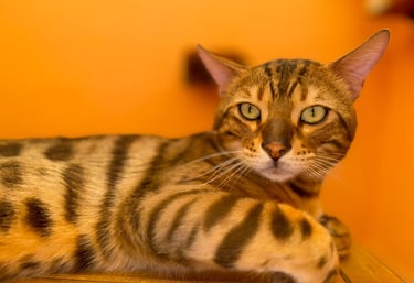 gato leopardo