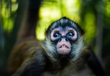 Close-up portrait of a spider monkey looking up with a blurred green jungle background.