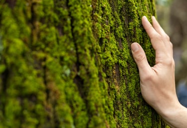 conciencia ecológica y el cuidado
