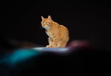 photographe animalier brest finistère
