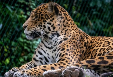 a jaguar looking in the horizont