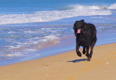 A large black dog running joyfully on a sandy beach next to blue ocean waves.