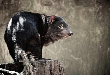 a tasmanian devil