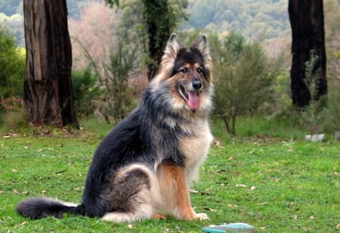 a dog sitting on the grass with a frisbee in its mouth