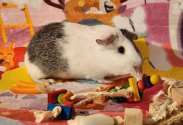 Guinea Pig Sitting with Ensure Pet Care near Rockville and surrounding areas