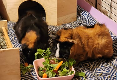 Ensure Pet Care, Weekend pet sitting for Guinea Pigs near Montgomery Village