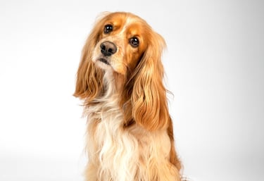 Foto de mascota perro en Bogota llamado Bailey