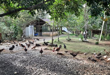 My Mom's past time every morning and in the afternoon.