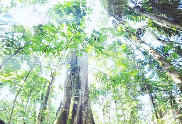 Oje Tree of the Amazon