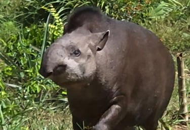 Tapir