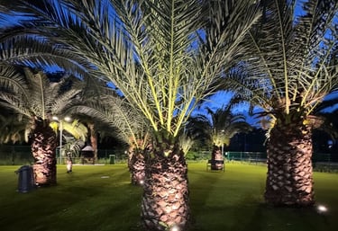 Illuminated palm trees on a lush green lawn at night with outdoor garden lighting.