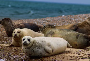 Seals Blakeney Point