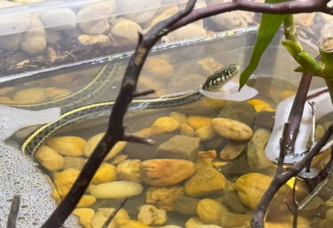 plains garter snake