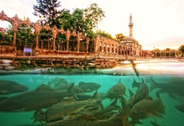 Urfa’da Balıklıgöl Çevresinde Ne Yapılır