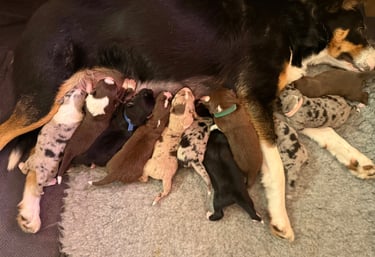 Border Collie puppies
