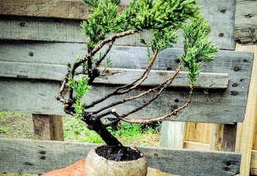 Juniperus procumbens nana