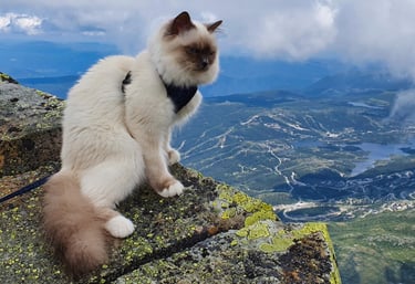 Blåmasket Hellig Birma Sofie Amalie på Gaustatoppen Supreme Champion Tin May av Ontario