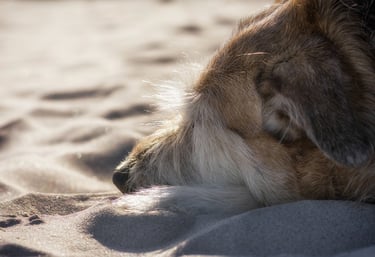 gros plan d'un museau d'un chien blanc et roux allongé sur le sable