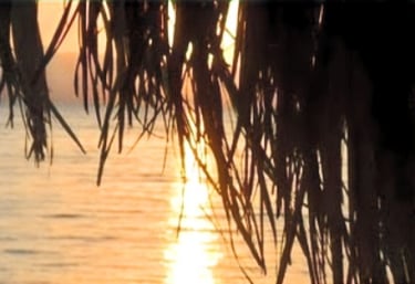 Lever de soleil à travers les feuilles des palmiers et la mer à Bedouin Star Egypt