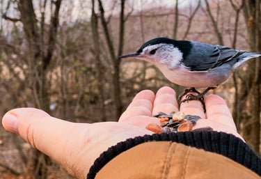 Les oiseaux forestiers des Hauts de Revin