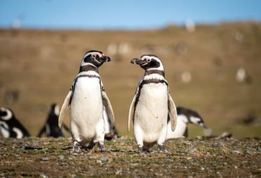 pingüinos en punta tombo