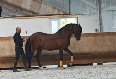 equitation ethologique et travail à pied