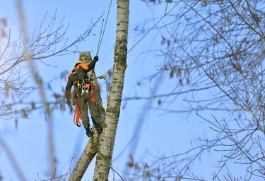 Owner Will Vanhoose and Tyler Arnold Safely climbing a tree on a removal job