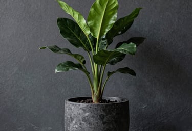 A single green plant in a dark, textured charcoal pot against a Slate Graphite wall in a minimalist European office setting. High-contrast and professional.