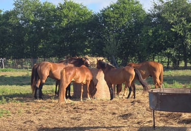 5 Horses eating round bail of hay