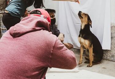 A first-time dog owner gently teaching their puppy to sit indoors with treats.