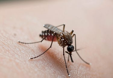 Protective gear and equipment used for pest control services displayed neatly.