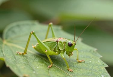 Technician applying fumigation treatment in a residential living room.