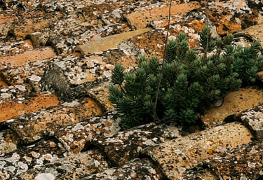 Démoussage toiture maison Toulouse - Cazes Rénovation