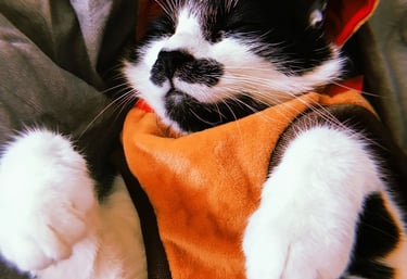 Gatito blanco y negro con disfraz de ardilla naranja.
