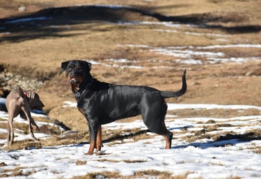 dog boarding pet care hostel creche gurgaon 