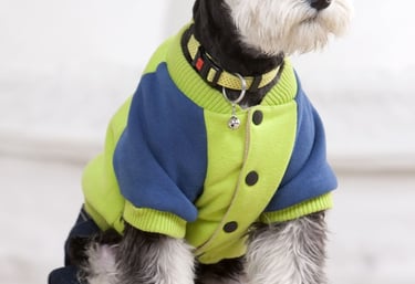 Un Schnauzer miniatura negro y plateado que lleva una chaqueta para perros verde y azul y botas