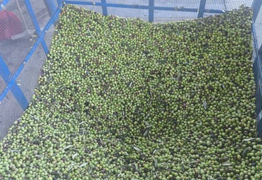 a container of olives in a container