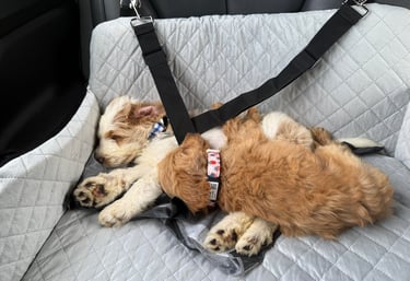 Two fluffy Labradoodle puppies sleeping peacefully on a quilted grey car seat cover during a road trip.