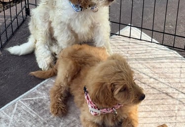 Two fluffy Goldendoodle puppies resting in a playpen with a chew toy.