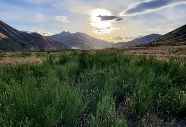 A calming scenery in the NZ countryside, grass in the front, mountains in the back, an afternoon sun