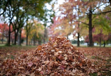 a pile of fall leaves