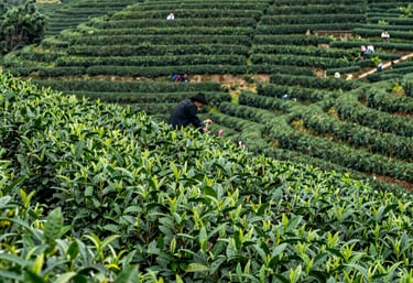 Edward exploring a vibrant Chinese tea market, surrounded by colorful tea leaves and traditional teapots.
