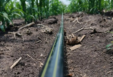 cinta de riego en plantacion de maiz