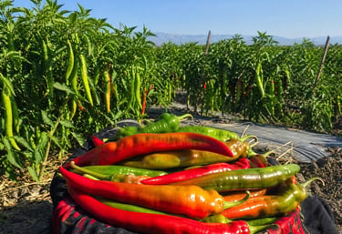 Scoville Acı Sos Samandağ Biberi