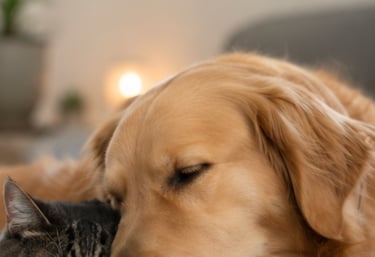 Golden Retriever and tabby cat sleeping together with a mindfulness quote about being present.